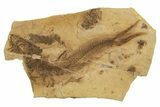 Oligocene Fossil Clupeoid Fish (Beksinskiella) - Poland #320614-1